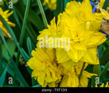 Narcissus golden ducat, double daffodil un popolare specie ibrida in orticoltura ornamentale in piante da giardino, sullo sfondo della natura Foto Stock