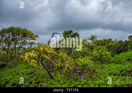 Alberi lungo costa al Wainapapanapa parco statale, Maui, STATI UNITI D'AMERICA Foto Stock