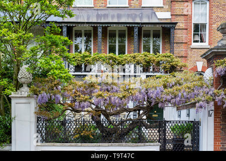 Il Glicine su una casa in Cheyne Walk, a Chelsea, Londra, Inghilterra Foto Stock