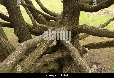 Tipica natura olandese su una giornata di primavera nei Paesi Bassi Foto Stock