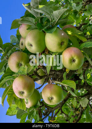 Le mele non trattate appendere su un albero di mele, Unbehandelte Äpfel hängen un einem Apfelbaum Foto Stock