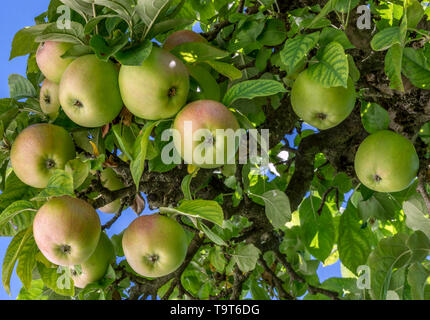 Le mele non trattate appendere su un albero di mele, Unbehandelte Äpfel hängen un einem Apfelbaum Foto Stock