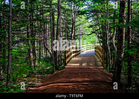 Il Boardwalk, parte del sentiero, attraverso le zone umide e attraverso la foresta a Greenwich, Prince Edward Island National Park, PEI, Canada Foto Stock