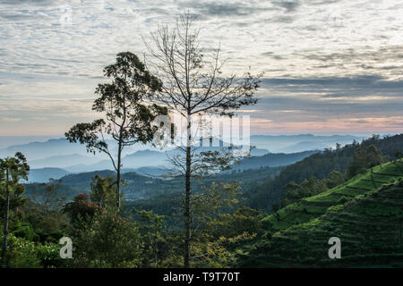 Sri Lanka viaggio, Giorno 10: una mattina presto vista dall'eredità lasciataci da tè Hotel in fabbrica, Nuwara Eliya. Foto Stock