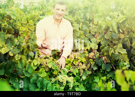 Ritratto di uomo nei pressi di uve in vigna in estate Foto Stock