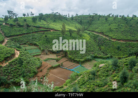 Sri Lanka viaggio, giorno 9: tè terrazze e orti visto dall'eredità lasciataci da tè Hotel in fabbrica, Nuwara Eliya. Foto Stock