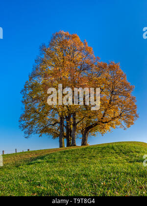 Colorate Autumnally estate tiglio (Tilia platyphyllos), Dießen, Alta Baviera, Baviera, Germania, Europa Herbstlich gefärbte Sommer-Linde (Tilia pl Foto Stock