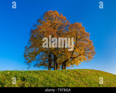 Colorate Autumnally estate tiglio (Tilia platyphyllos), Dießen, Alta Baviera, Baviera, Germania, Europa Herbstlich gefärbte Sommer-Linde (Tilia pl Foto Stock