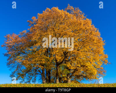 Colorate Autumnally estate tiglio (Tilia platyphyllos), Dießen, Alta Baviera, Baviera, Germania, Europa Herbstlich gefärbte Sommer-Linde (Tilia pl Foto Stock