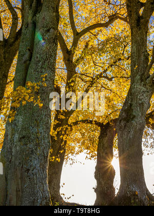 Tiglio (Tilia) con colorazione autunnale e solar star, Dießen, Alta Baviera, Baviera, Germania, Europa, Linde (Tilia) mit Herbstfärbung und Sonnenste Foto Stock