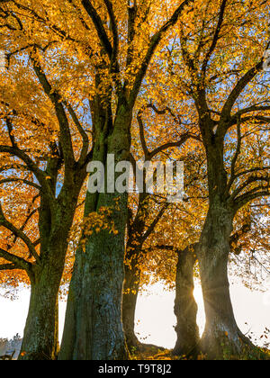 Tiglio (Tilia) con colorazione autunnale e solar star, Dießen, Alta Baviera, Baviera, Germania, Europa, Linde (Tilia) mit Herbstfärbung und Sonnenste Foto Stock