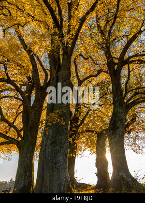 Tiglio (Tilia) con colorazione autunnale e solar star, Dießen, Alta Baviera, Baviera, Germania, Europa, Linde (Tilia) mit Herbstfärbung und Sonnenste Foto Stock