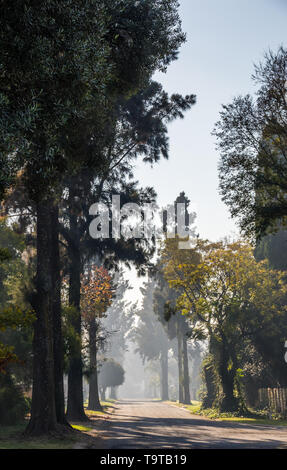 Una strada ricca di alberi di alto fusto con la luce del sole che filtra attraverso i rami e foglie immagine con spazio copia in formato verticale Foto Stock