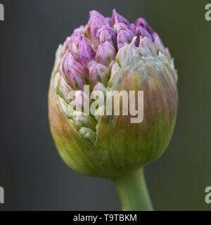 Close up vista macro di vibranti viola allium germoglio di fiore situato nel giardino a Indianapolis, Indiana Foto Stock