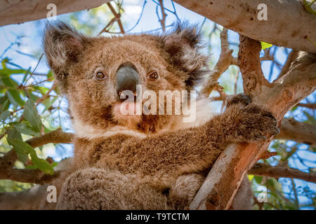 Il Koala in un albero di eucalipto, Kangaroo Island Foto Stock