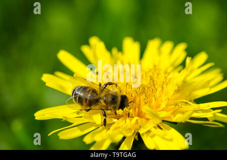 L'Ape raccoglie il nettare giallo sulle gambe dal giallo tarassaco Foto Stock