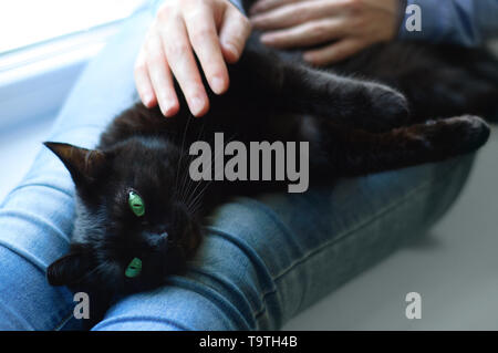 Gatto nero si trova nelle mani di una ragazza caucasica. Close-up. Foto Stock