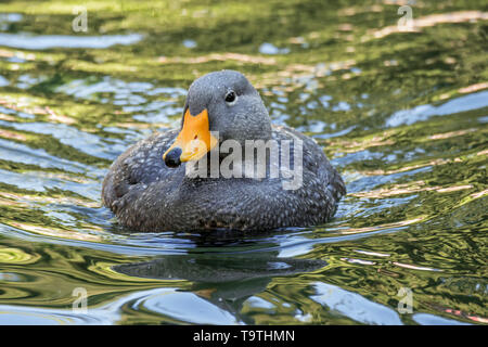 Nuoto Fuegian anatra vaporizzatore / Magellanic flightless vaporizzatore anatra (Tachyeres pteneres) anatra flightless dal Sud America Foto Stock