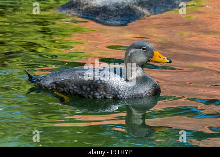 Nuoto Fuegian anatra vaporizzatore / Magellanic flightless vaporizzatore anatra (Tachyeres pteneres) anatra flightless dal Sud America Foto Stock