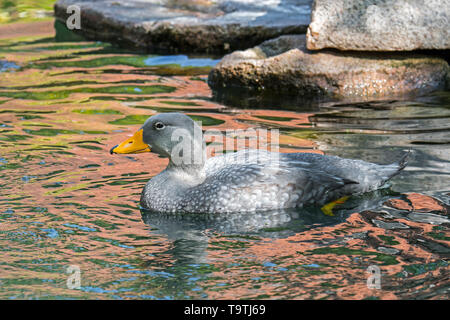 Nuoto Fuegian anatra vaporizzatore / Magellanic flightless vaporizzatore anatra (Tachyeres pteneres) anatra flightless dal Sud America Foto Stock