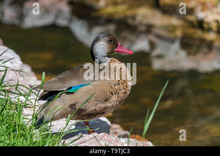 Il brasiliano teal / brasiliano anatra (Amazonetta brasiliensis) drake / maschio, sud americana a dedicarmi duck Foto Stock