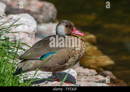 Il brasiliano teal / brasiliano anatra (Amazonetta brasiliensis) drake / maschio, sud americana a dedicarmi duck Foto Stock