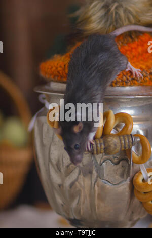 Il concetto di un mouse tea party. Un ratto striscia su un samovar. Il mouse è seduta sul bollitore. Foto Stock