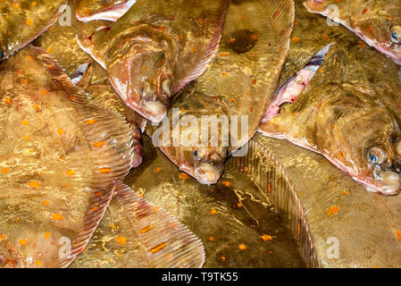 Appena sbarcati passera di mare. Foto Stock