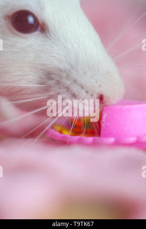 Il concetto di odore. Odora di ratto cibo. Il mouse guarda al pezzo di torta. La faccia di un roditore in close-up. Foto Stock