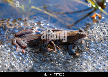 Due rane comuni (Rana temporaria) e loro uova sono in stagno. Foto Stock
