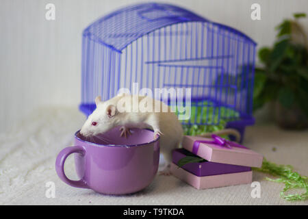 Il concetto di tea party. Mouse con una tazza grande. Ratto bianco bere il tè. L'animale con i piatti. Foto Stock