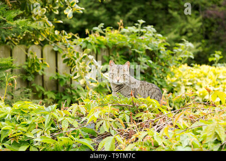 Un gatto allerta si siede in una vegetazione verde spessa Foto Stock