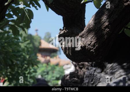 Chiudere l immagine di un ramo su un albero. Focus sulla corteccia, pezzata in ombra e luce solare. Giardino Cinese al di fuori della messa a fuoco in background con alberi verdi e t Foto Stock