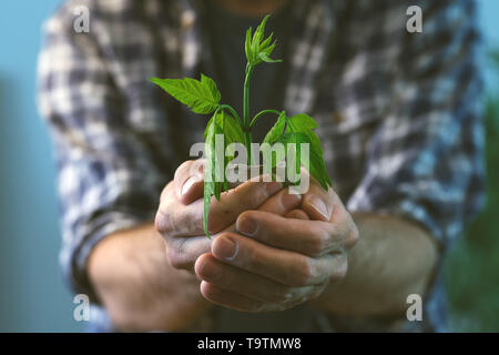 Agricoltore esaminando di crescita della pianta in vaso di torba, ravvicinata di un giardiniere maschio holding germoglio verde e terriccio Foto Stock
