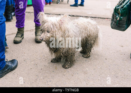 Triste, lonely cane sulla strada. Un cane randagio guarda plaintively nella distanza. Cura per animali senza tetto. Triste cane in cerca di una casa Foto Stock