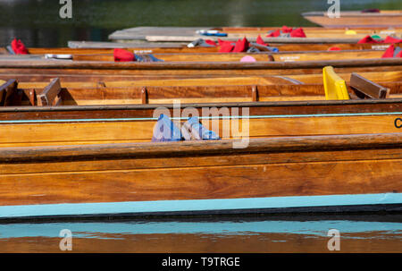 Sterline redatto sulle rive del fiume Cam, Cambridge Foto Stock