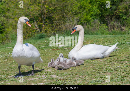 Bianco Cigno cygnets (Cygnus olor) seduto sul terreno con gli adulti in primavera nel West Sussex, in Inghilterra, Regno Unito. Giovani cygnets bambino appena nato. Foto Stock