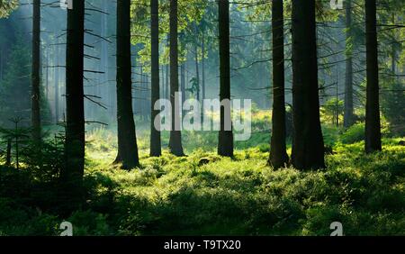 Sole splende attraverso abete naturale foresta con nebbia di mattina, Parco Nazionale di Harz, Bassa Sassonia, Germania Foto Stock