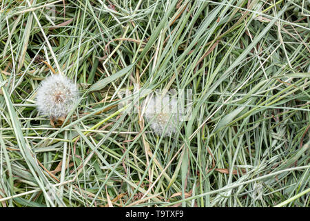 Sfondo naturale texture: dettaglio di una pila di taglio fresco erbe en erbe che possono essere usati per pacciamatura e paglia o altra azienda agricola e il giardino utilizza. Foto Stock