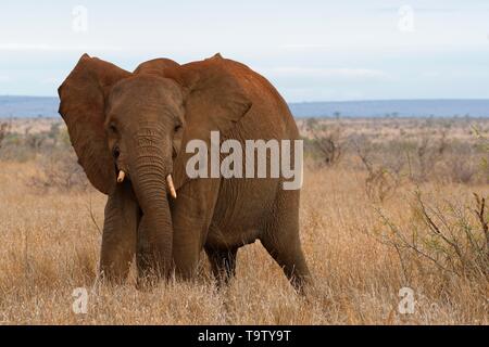 Bush africano Elefante africano (Loxodonta africana), elefante mucca in posizione difensiva, Kruger National Park, Sud Africa Foto Stock