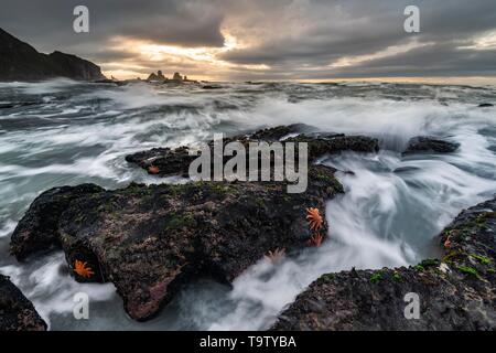 Reef starfishes (Stichaster australis) sulla costa rocciosa, rocce nel mare in tempesta, Greymouth, regione West Coast, Isola del Sud, Nuova Zelanda Foto Stock