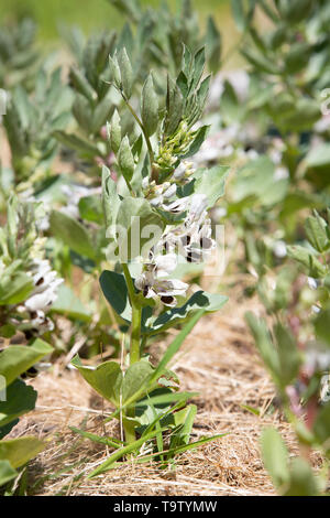 Fioritura fave - Vicia faba - in una giornata di sole in primavera. Foto Stock