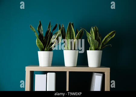 Pentole con houseplants sul ripiano in camera Foto Stock