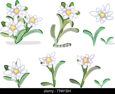 Vettore piante cartoon natura clip art. edelweiss fiori Illustrazione Vettoriale