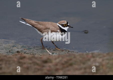 Piccolo per adulti di inanellare Plover Foto Stock