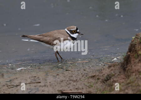 Piccolo per adulti di inanellare Plover Foto Stock