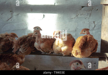 Una fila di polli sono seduti su un bastone in un pollaio. Foto Stock