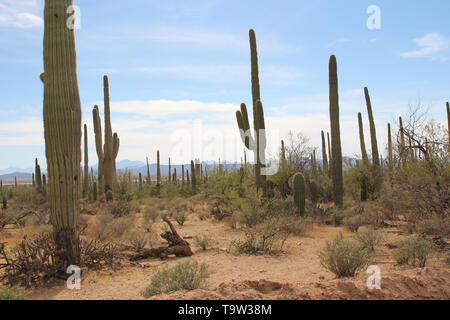 Il paesaggio del deserto alongsid Bajada loop drive, una strada di sabbia attraverso il deserto del Parco nazionale del Saguaro West, Arizona, Stati Uniti d'America Foto Stock