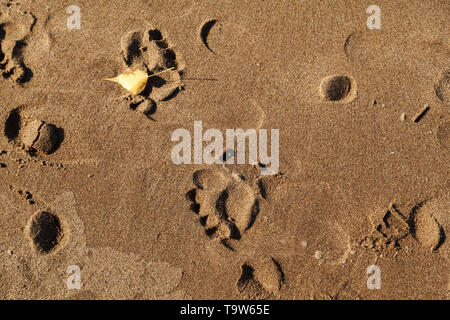 Impronte umane nella sabbia sulla spiaggia, la texture dello sfondo. Foto Stock