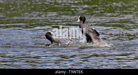 Heywood, Regno Unito, 20 maggio, 2019. Folaghe battaglia usando il loro artigliato piedi. Queens Park, Heywood, Greater Manchester. Credito: Barbara Cook/Alamy Live News Foto Stock